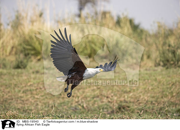flying African Fish Eagle / MBS-19540