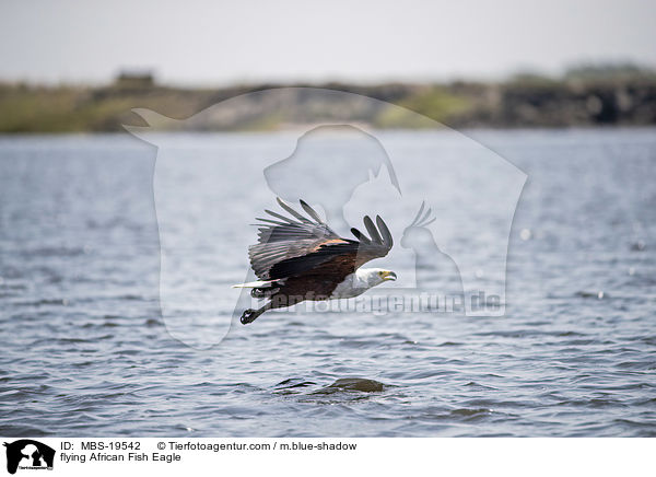 flying African Fish Eagle / MBS-19542
