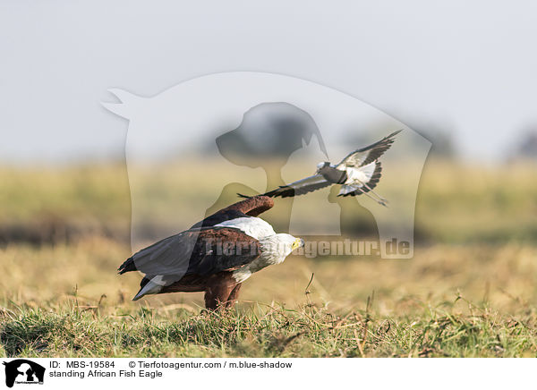 standing African Fish Eagle / MBS-19584