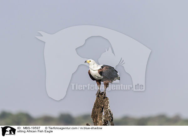 sitting African Fish Eagle / MBS-19597
