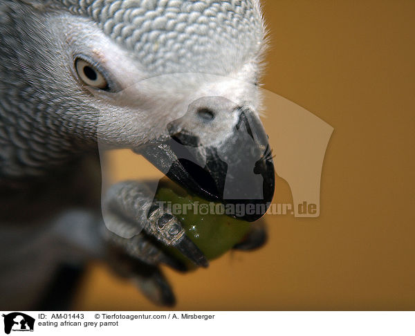 eating african grey parrot / AM-01443