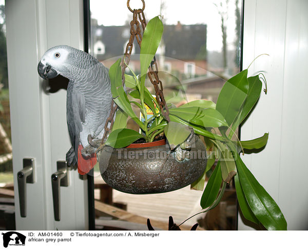 african grey parrot / AM-01460