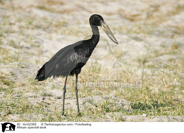 Mohrenklaffschnabel / African openbill stork / HJ-02365