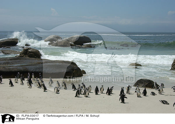 African Penguins / FLPA-03017
