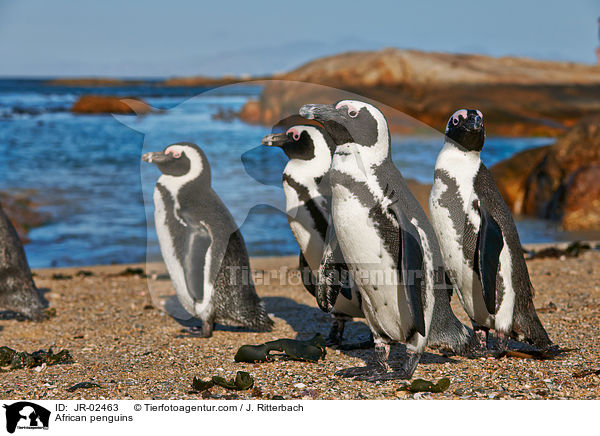 Brillenpinguine / African penguins / JR-02463