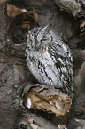 African scops owl