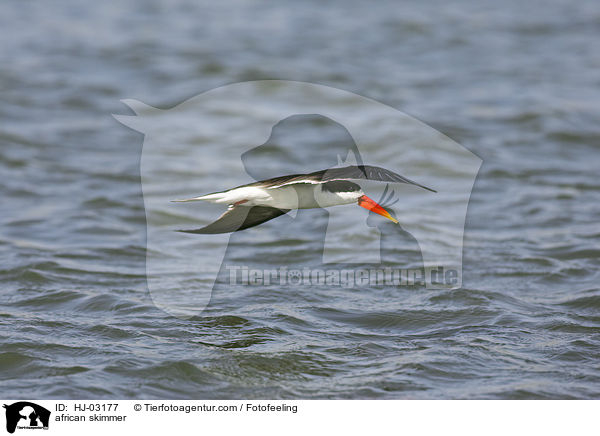 african skimmer / HJ-03177