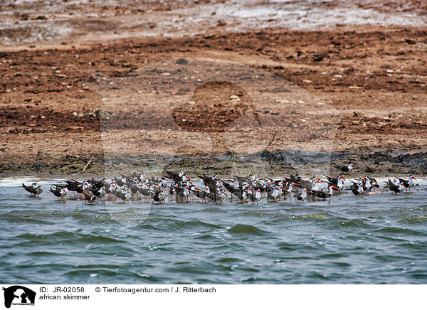 Braunmantel-Scherenschnbel / african skimmer / JR-02058