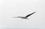 flying African Skimmer