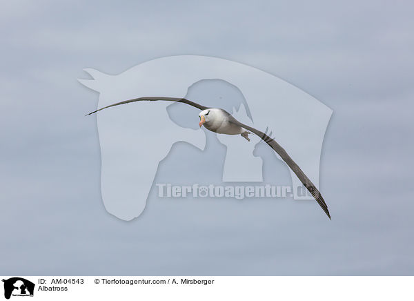 Albatross / AM-04543