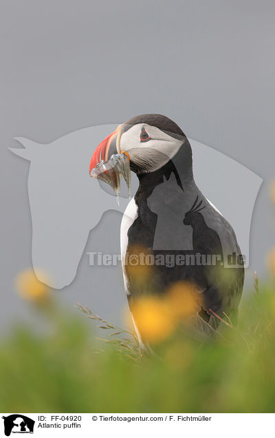 Papageitaucher / Atlantic puffin / FF-04920