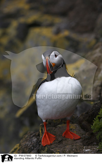 standing Altlantic Puffin / PW-07860