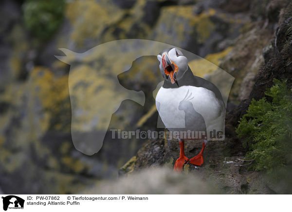 standing Altlantic Puffin / PW-07862