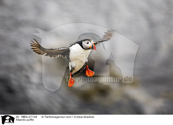 Papageitaucher / Atlantic puffin / MBS-27108