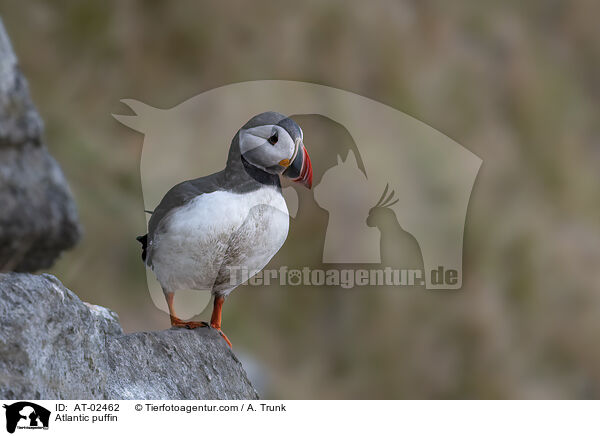 Papageitaucher / Atlantic puffin / AT-02462