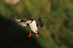 Atlantic puffin