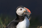 Atlantic puffin