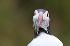 Atlantic puffin