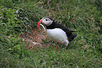 Atlantic puffin