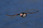 Atlantic puffin