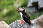 Atlantic puffin