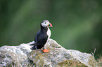 Atlantic puffin