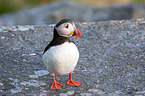 Atlantic puffin