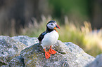 Atlantic puffin