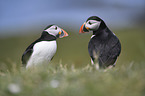 Atlantic puffins