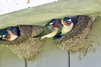 American cliff swallows