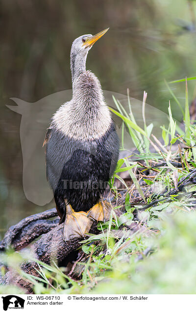 Amerikanischer Schlangenhalsvogel / American darter / WS-06710