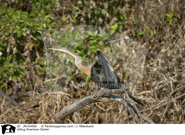 sitzender Amerikanischer Schlangenhalsvogel / sitting American Darter / JR-04699