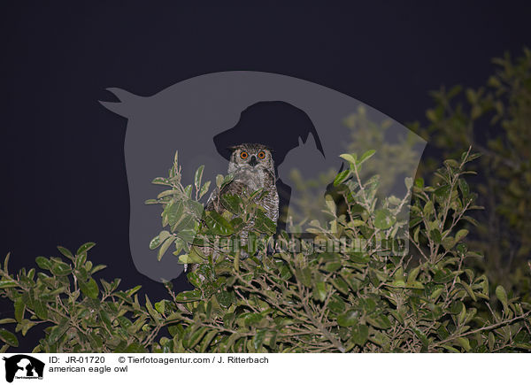 Amerikanischer Uhu / american eagle owl / JR-01720