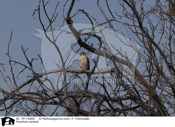 Buntfalke / American kestrel / FF-14665