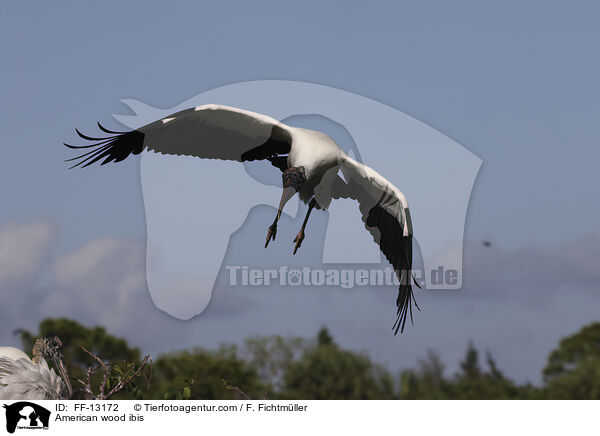 Amerikanischer Waldstorch / American wood ibis / FF-13172