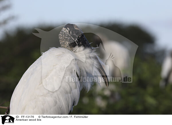 American wood ibis / FF-13176