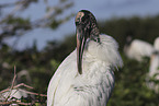 American wood ibis