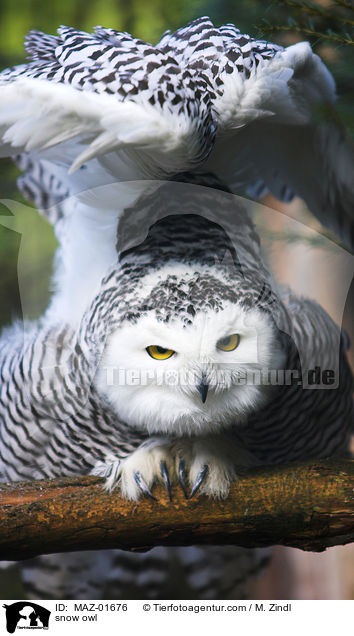 Schnee-Eule / snow owl / MAZ-01676