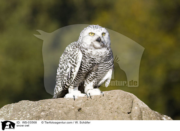 Schneeeule / snow owl / WS-03568