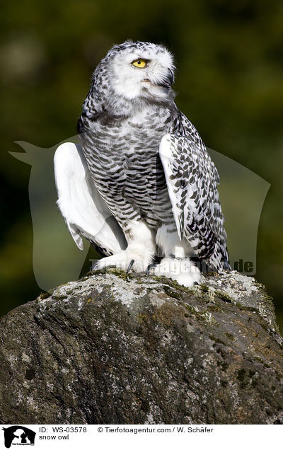 snow owl / WS-03578