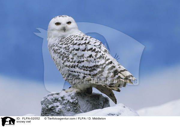 snowy owl / FLPA-02052