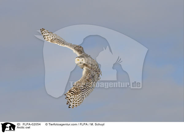 Schneeeule / Arctic owl / FLPA-02054