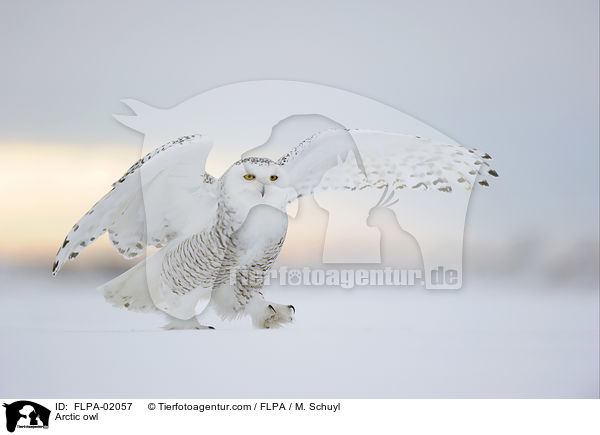 Arctic owl / FLPA-02057