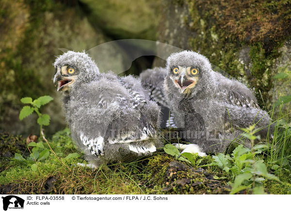 Arctic owls / FLPA-03558