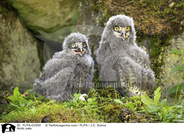 Arctic owls / FLPA-03559