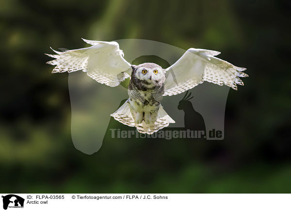 Arctic owl / FLPA-03565