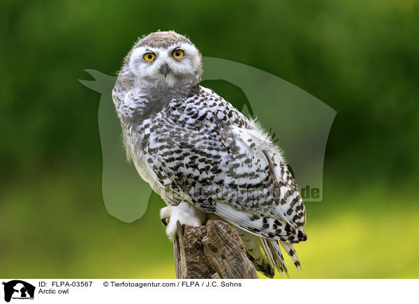 Arctic owl / FLPA-03567