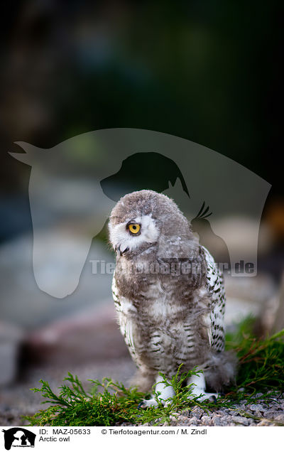 Schneeeule / Arctic owl / MAZ-05633