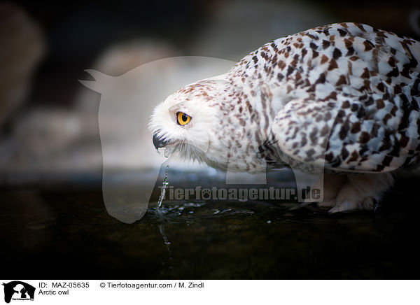Arctic owl / MAZ-05635