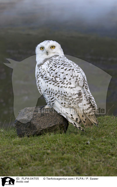Arctic owl / FLPA-04705